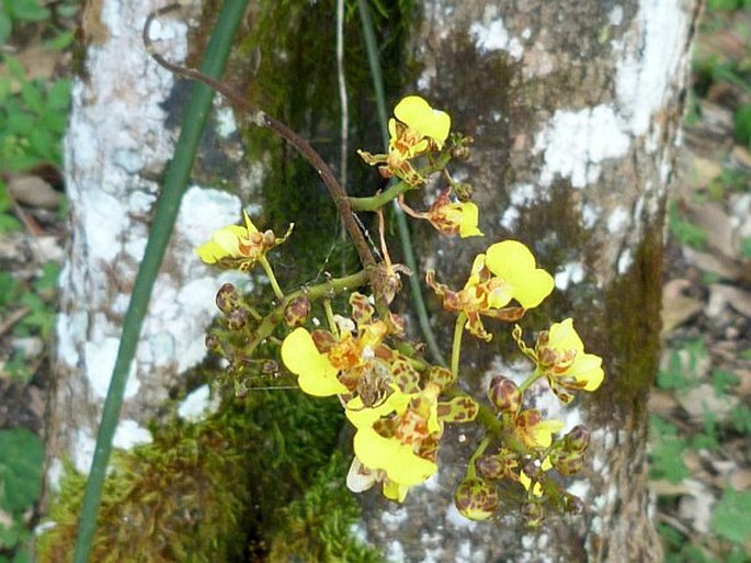 Trichocentrum ascendens