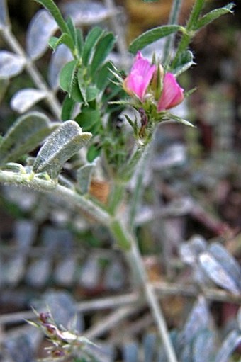 Onobrychis caput-galli