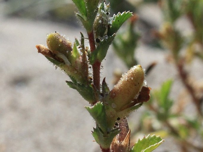 Ononis variegata