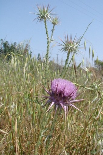 Onopordum cyprium