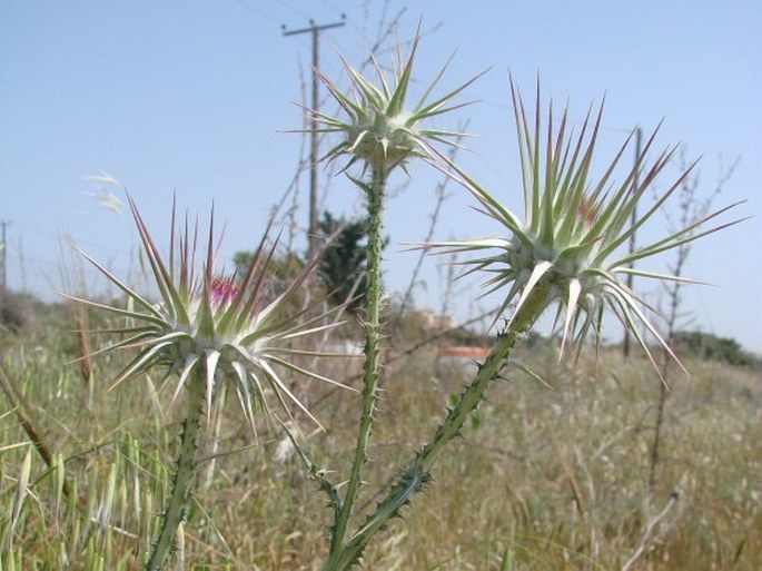 Onopordum cyprium