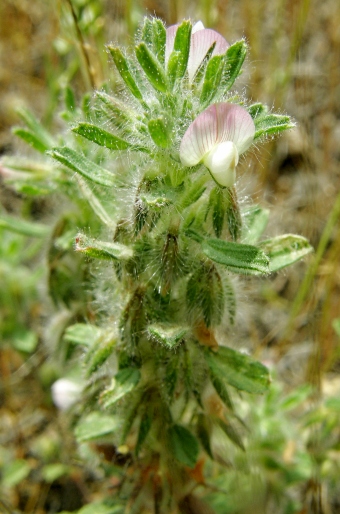 Ononis reclinata