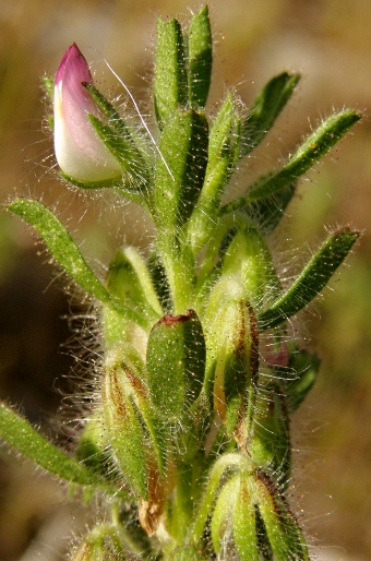 Ononis reclinata