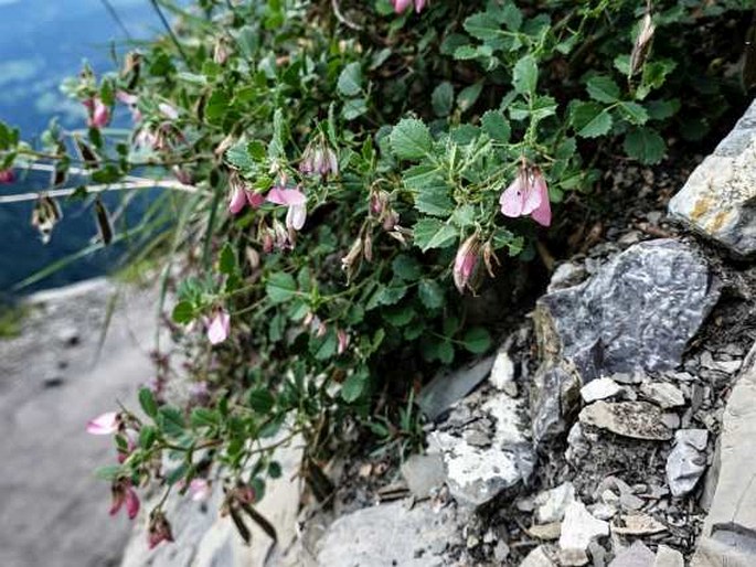 Ononis rotundifolia