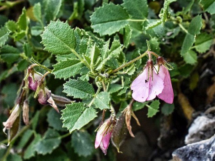 Ononis rotundifolia