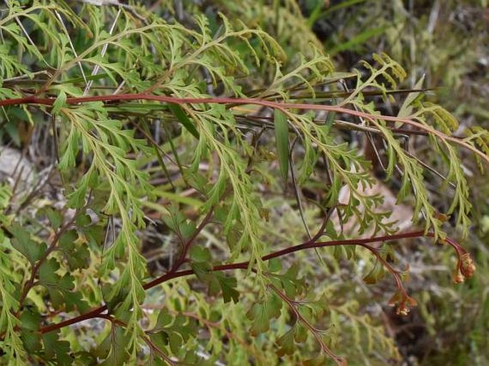 ONYCHIUM JAPONICUM (Thunb.) Kunze