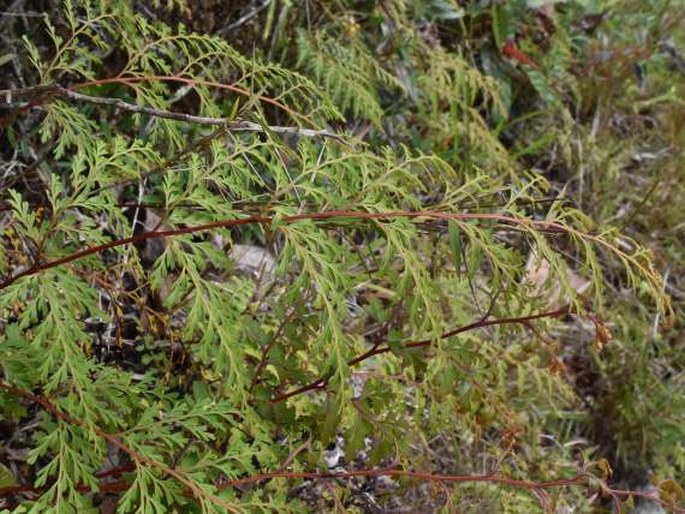 Onychium japonicum