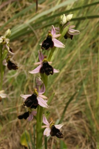 Ophrys balearica