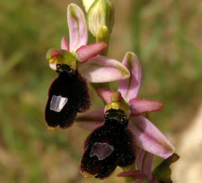 Ophrys balearica P. Delforge