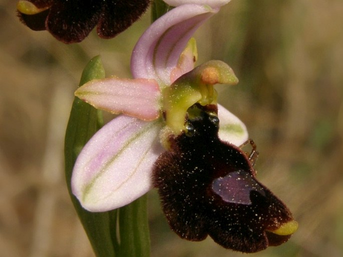 Ophrys balearica