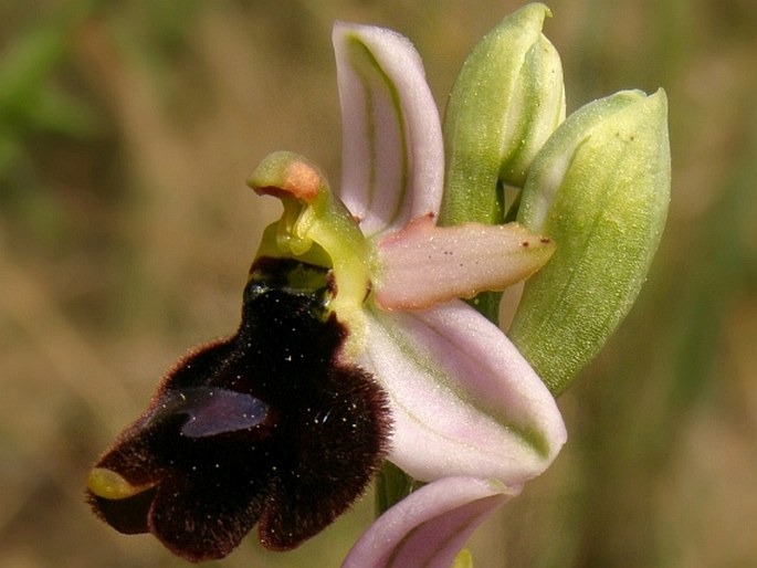 Ophrys balearica