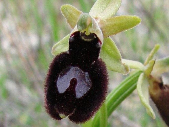 Ophrys bertoloniiformis