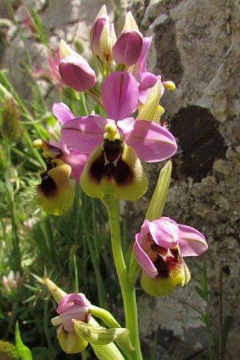 Ophrys ficalhoana