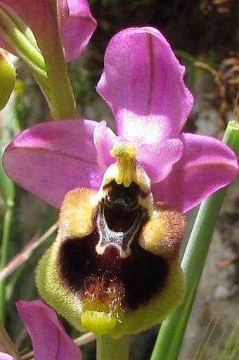 Ophrys ficalhoana