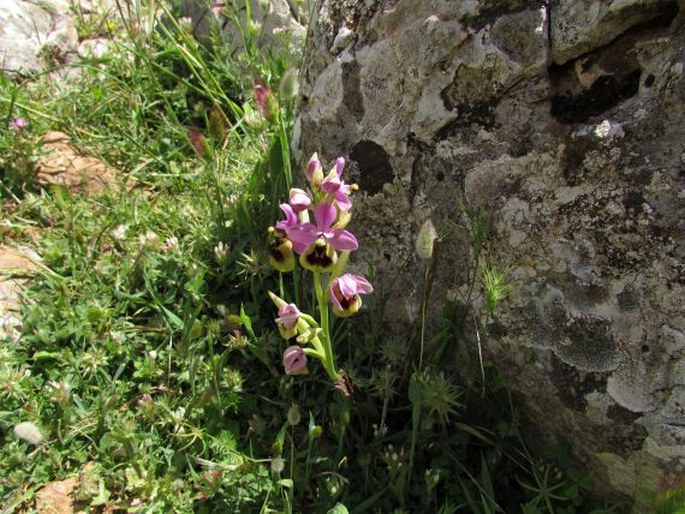 Ophrys ficalhoana