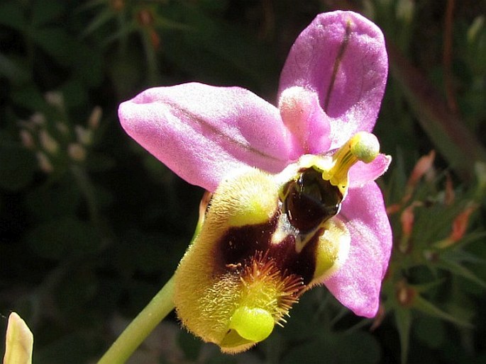 Ophrys ficalhoana