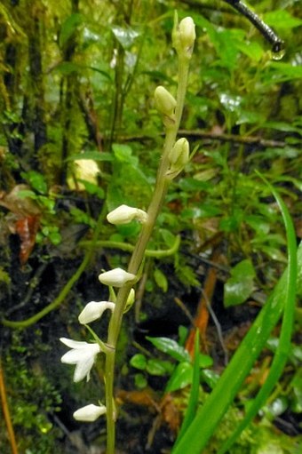 Ophiopogon caulescens