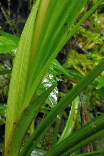 Ophiopogon caulescens