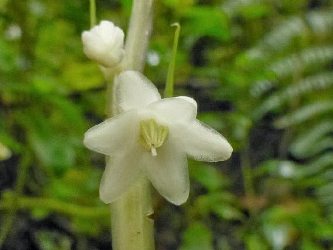 Ophiopogon caulescens