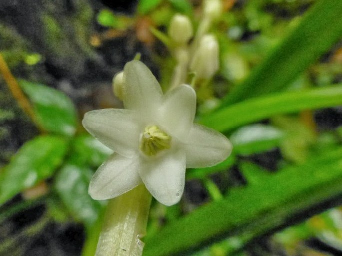 OPHIOPOGON CAULESCENS (Blume) Backer – sedoulek