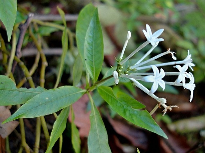 Ophiorrhiza palauensis