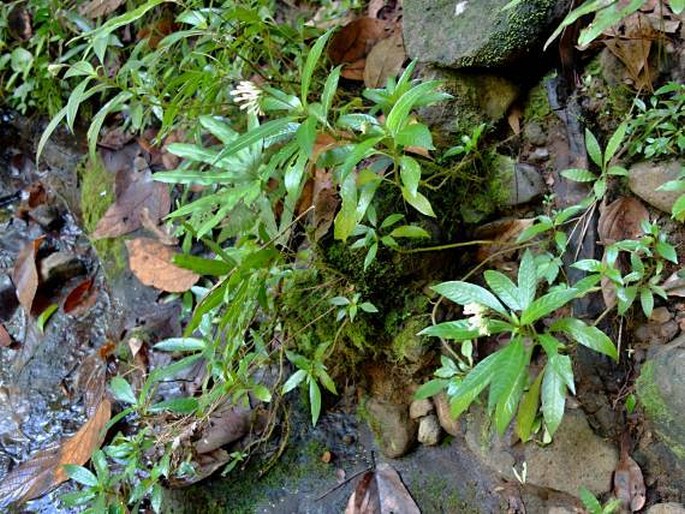 Ophiorrhiza palauensis