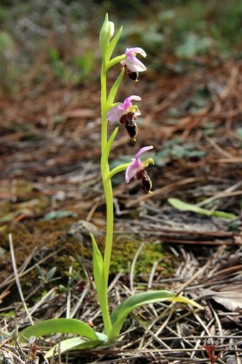 Ophrys laphetica