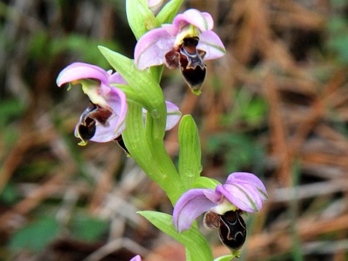 Ophrys laphetica