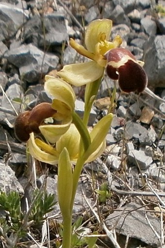 Ophrys omegaifera