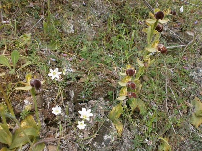 Ophrys omegaifera