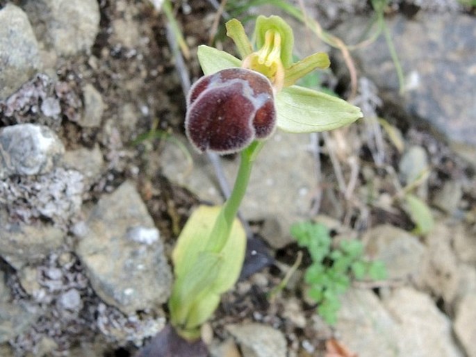 Ophrys omegaifera