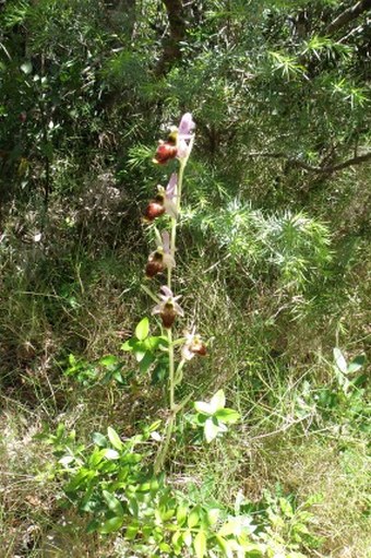 Ophrys × panattensis