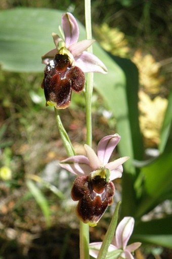 Ophrys × panattensis