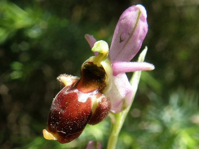 Ophrys × panattensis