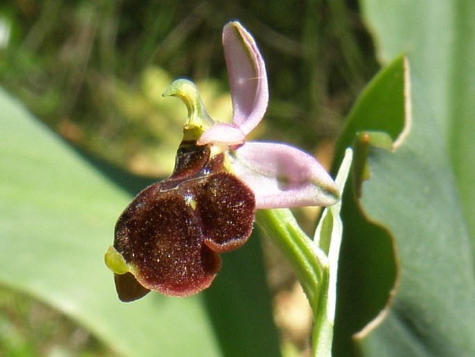 Ophrys × panattensis