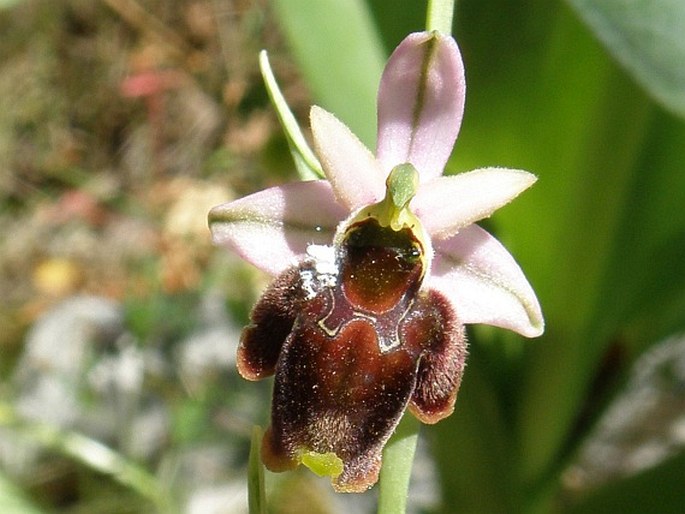 Ophrys × panattensis