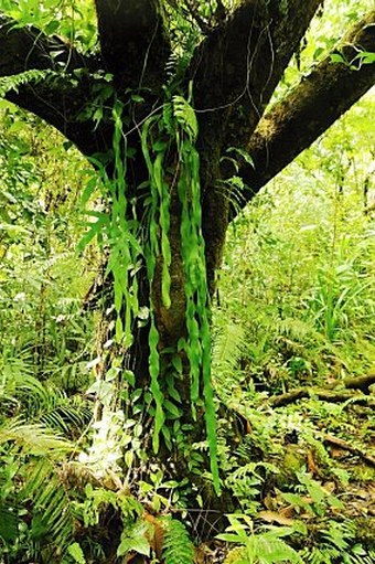 Ophioglossum pendulum