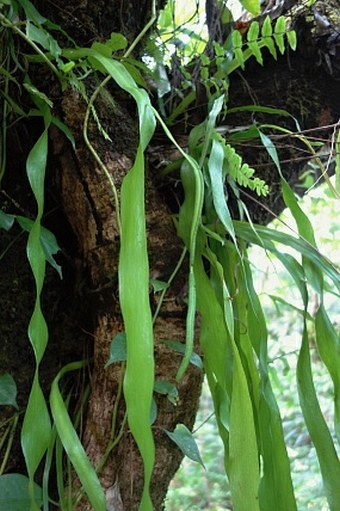 Ophioglossum pendulum