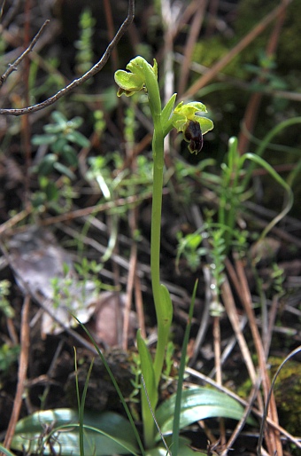 Ophrys fusca subsp. cinereophila