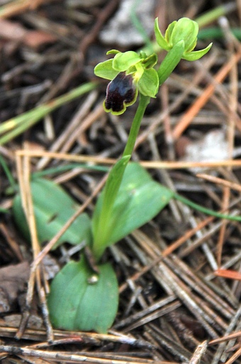 Ophrys fusca subsp. cinereophila