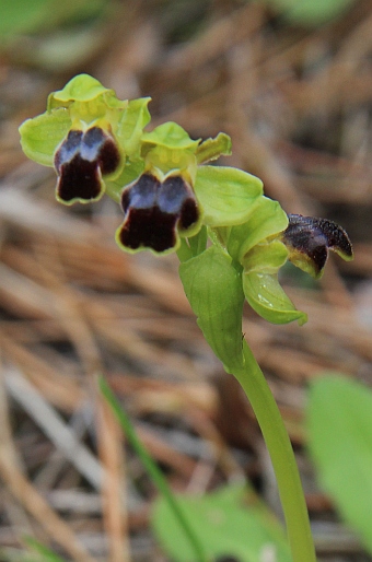 Ophrys fusca subsp. cinereophila