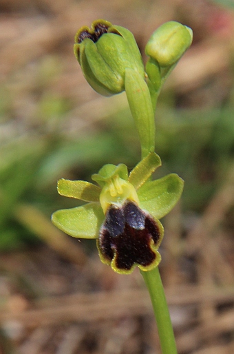 Ophrys fusca subsp. cinereophila