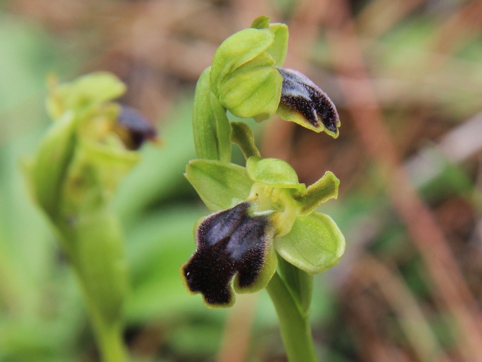 Ophrys fusca subsp. cinereophila