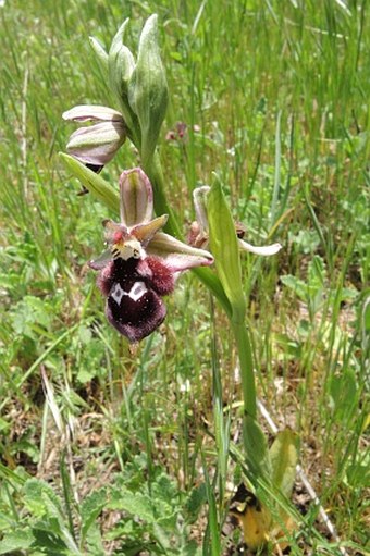 Ophrys reinholdii