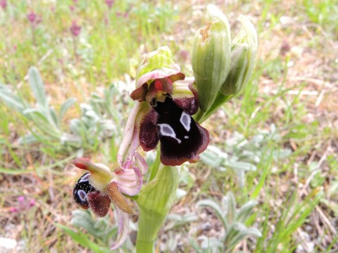 Ophrys reinholdii