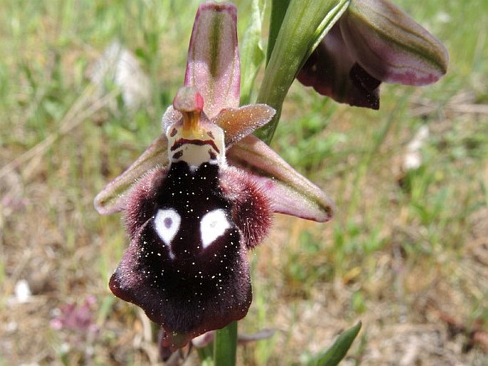 Ophrys reinholdii