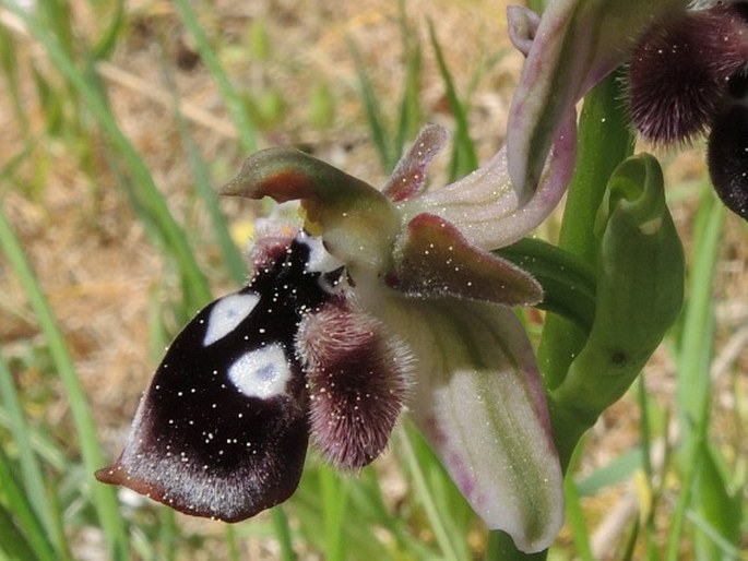 Ophrys reinholdii