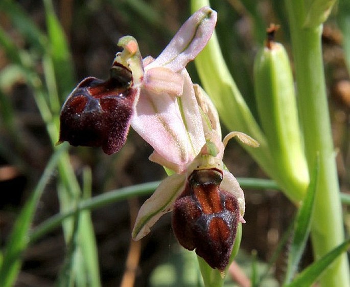 Ophrys elegans