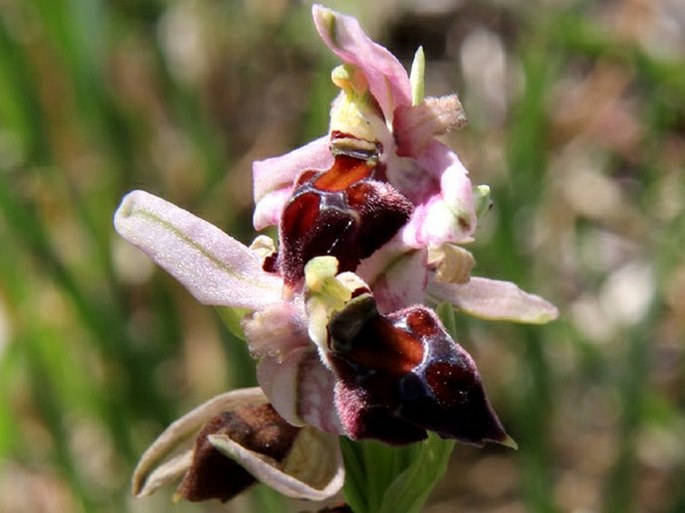 OPHRYS ELEGANS (Renz) H. Baumann et Künkele – tořič / hmyzovník