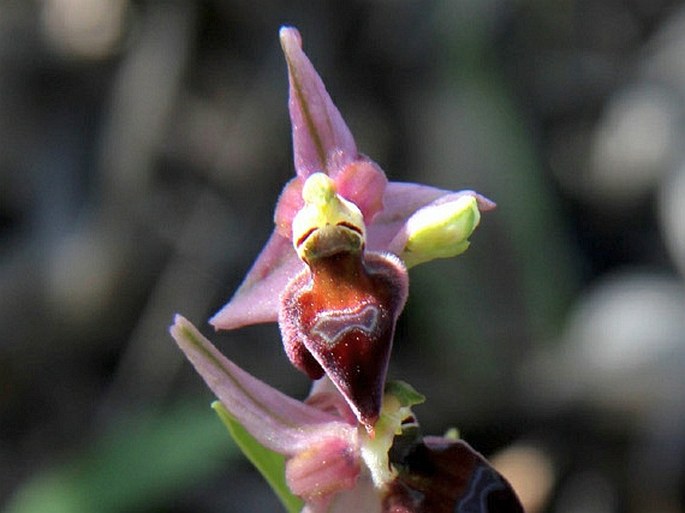 Ophrys elegans